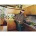Sonos Ace Ultra Wit