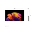 LG OLED 4K 48B6E (2026)